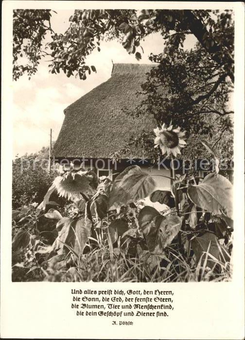 Fischerei Fischlandhaus Althagen Sonnenblumen