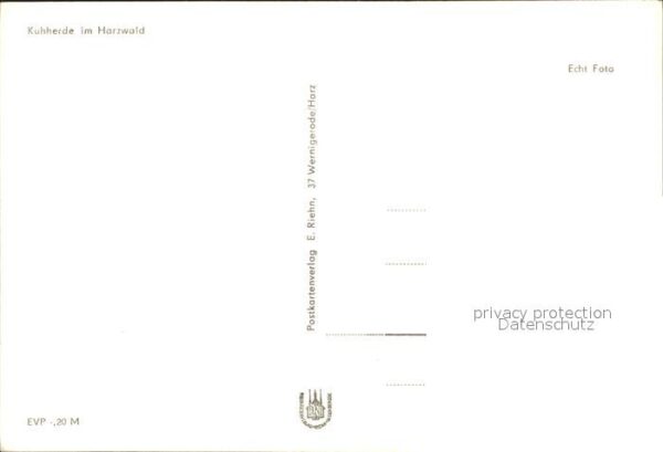 Kuehe Kuhherde Harzwald – Bild 2