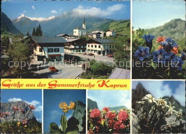 Kaprun Ortsansicht Alpenflora