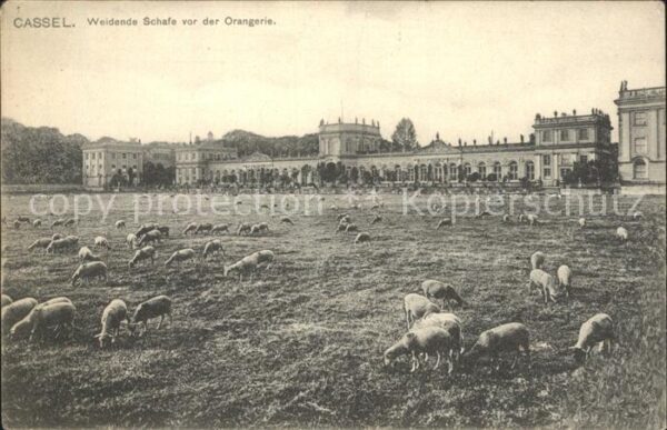 Cassel Kassel Weidende Schafe Orangerie
