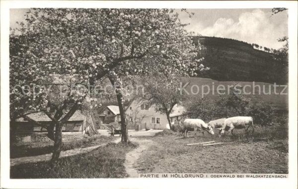 Waldkatzenbach Partie am Höllgrund