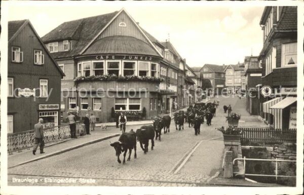 Braunlage Elbingeroder Strasse Kuhherde