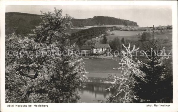 Heidelberg Neckar Abtei Neuburg Baumblüte