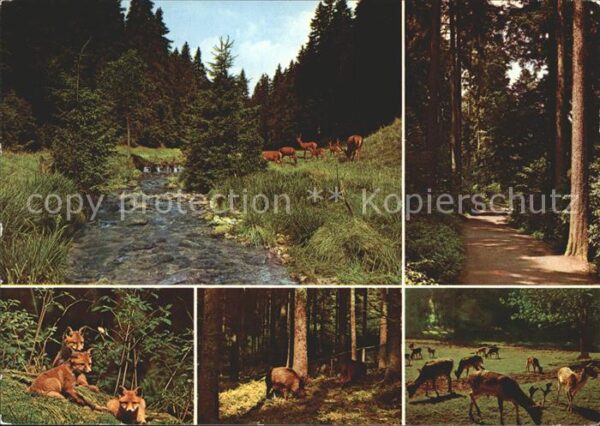 Schwarzwald Rehe Füchse Wildschweine Waldweg