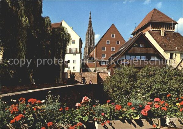 Ulm Donau Blick von der Forelle auf Münster