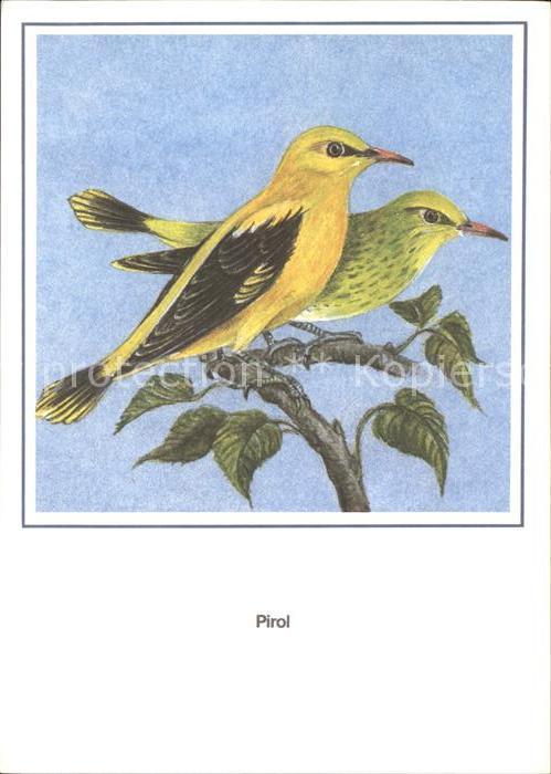Voegel Pirol R. Schiller