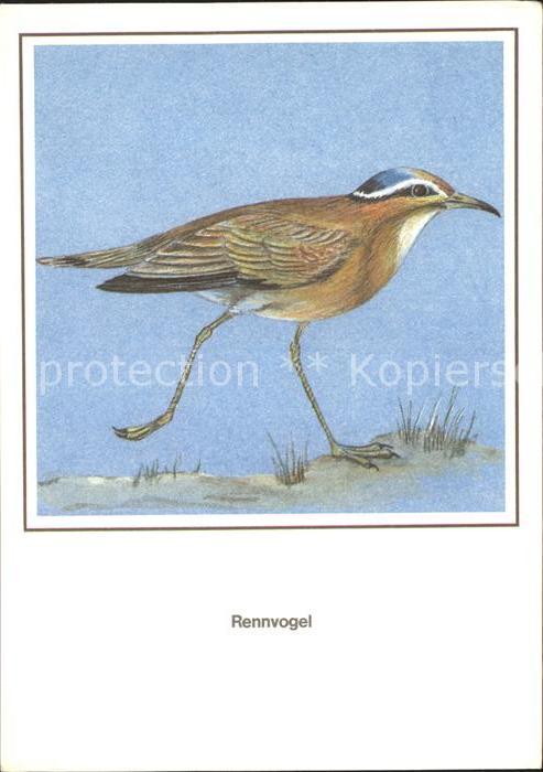 Voegel Rennvogel Künstlerkarte R. Schiller