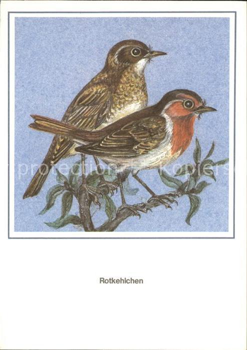 Voegel Rotkehlchen Künstlerkarte R. Schiller