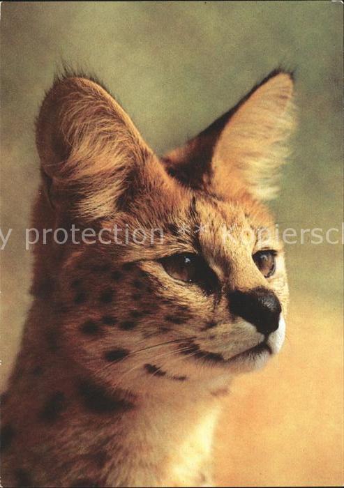 Tiere Serval