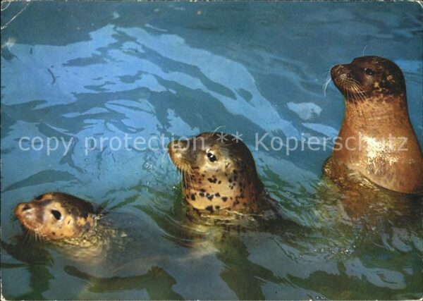 Seehunde Robben Seehunds-Trio