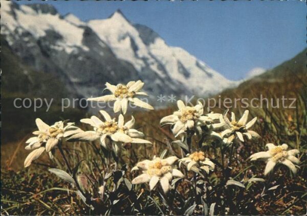 Edelweiss