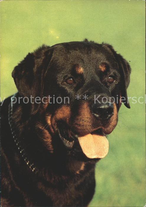 Hunde