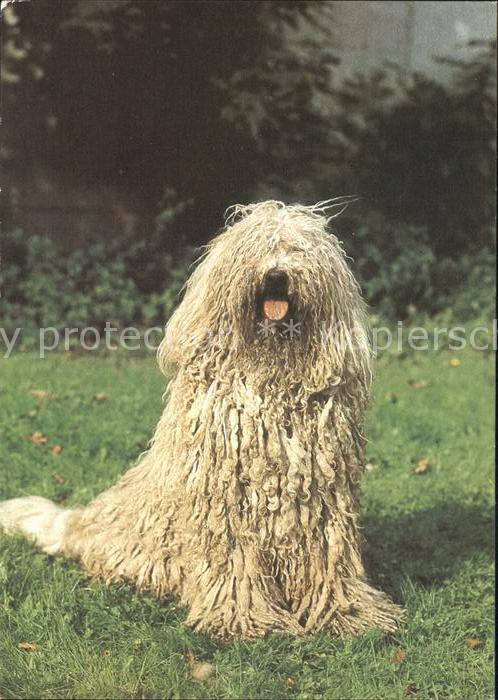 Hunde Komondor