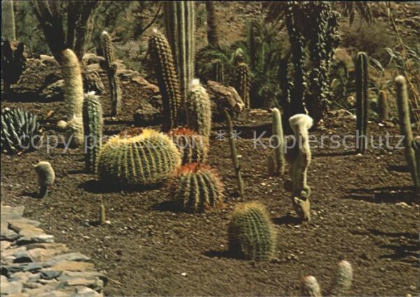 Kakteen Palmitos Park Gran Canaria