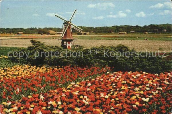 Windmuehle Holland Blumen