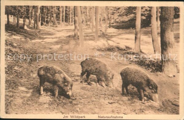 Schweine Wildschweine Wildpark