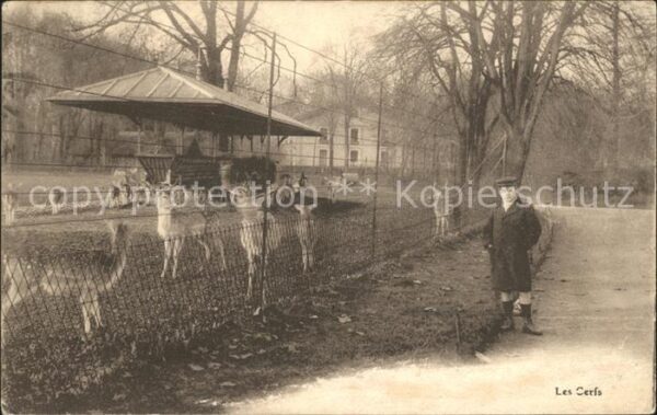 Hirsch Cerfs Wildgehege