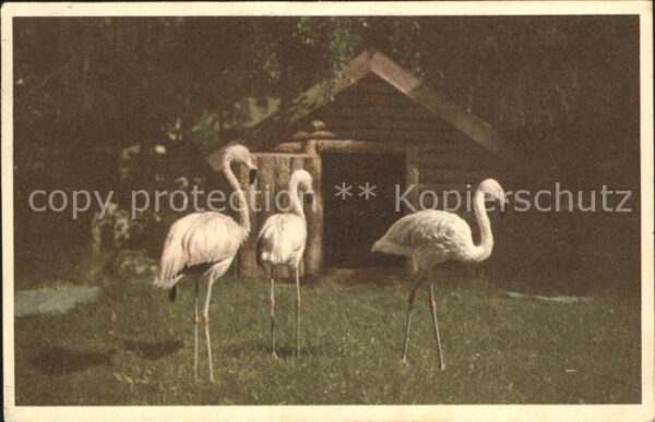 Flamingo Furuvik