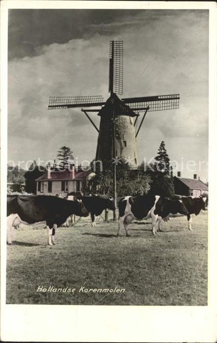 Windmuehle Korenmolen Holland Kühe