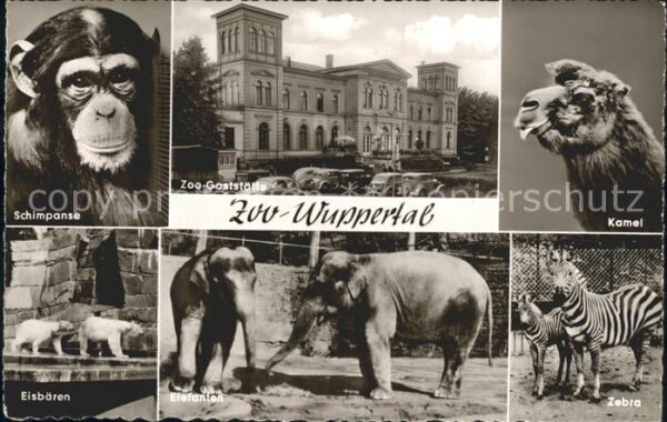Zoo Wuppertal Schimpanse Kamel Eisbären Ele