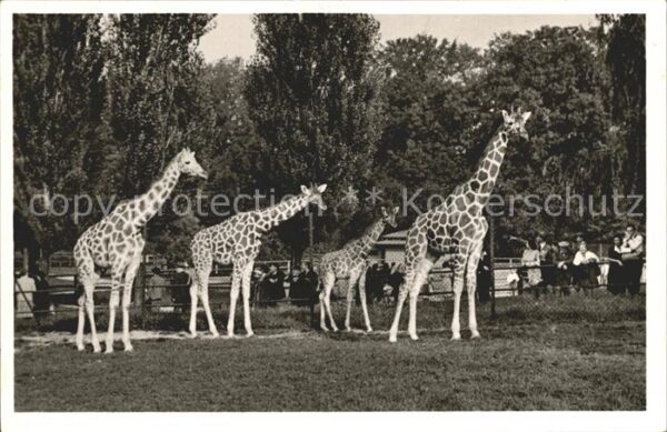 Giraffe Tierpark Hellabrunn München Netz-Giraff