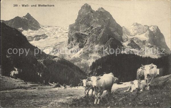 Kuehe Well- und Wetterhorn