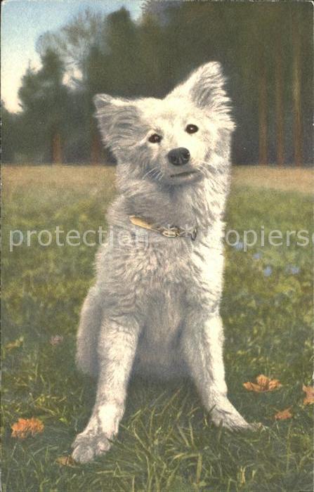 Hunde Samojede
