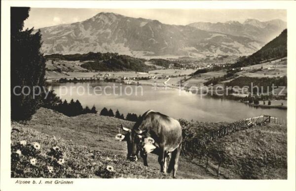 Kuehe Alpsee Grünten