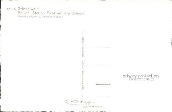 Kuehe Grindelwald Station First Alp Grindel F – Bild 2