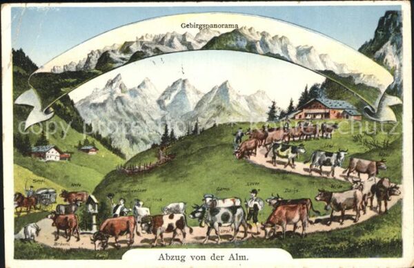 Kuehe Abzug von der Alm
