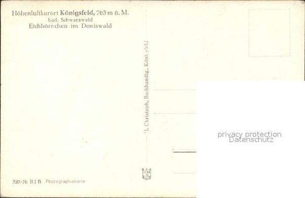 Eichhoernchen Doniswald Königsfeld – Bild 2