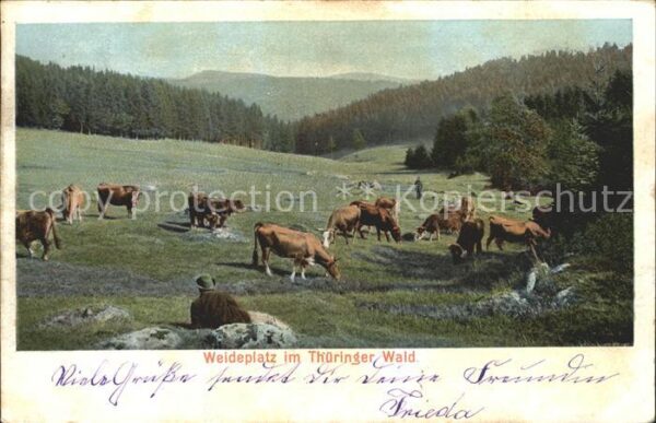 Kuehe Weide Thüringer Wald