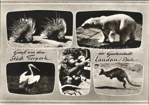Igel Tiere Eisbär Affe Känguru Tierpark Landau Pfa