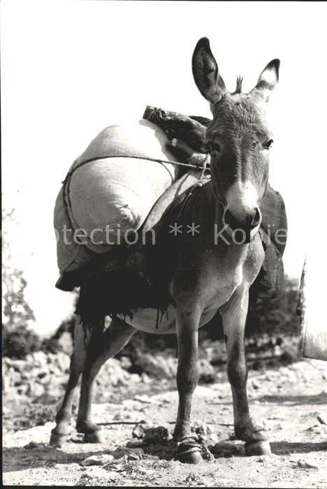 Esel Tiere