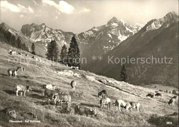 Kuehe Oberstdorf Kühberg