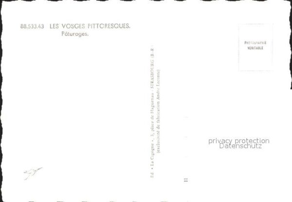 Kuehe Paturages Vosges – Bild 2