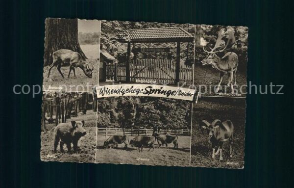 Hirsch Wisentgehege Springe Deister Rehbock Ke