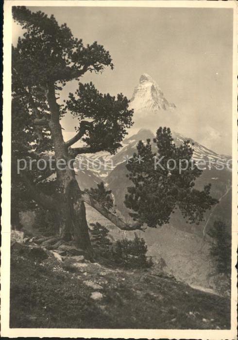 Baeume Trees Berge Natur