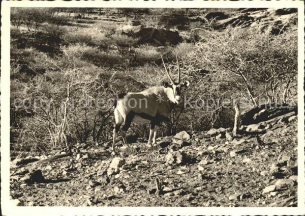 Tiere Gemsbock Oryx Antelope