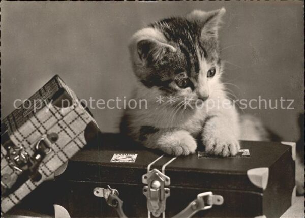 Katzen Koffer