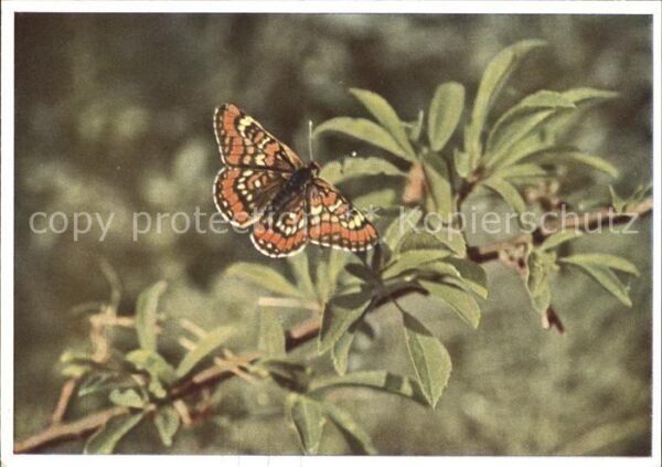 Schmetterlinge Kleiner Maivogel Melitaea maturna