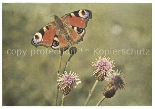 Schmetterlinge Pfauenauge Vanessa jo