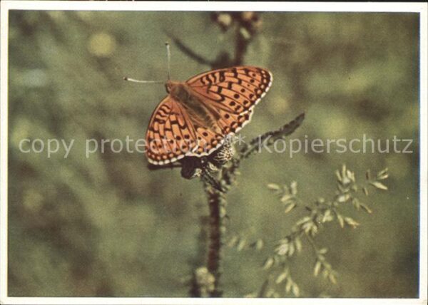 Schmetterlinge Perlmutterfalter Argynnis aglaja
