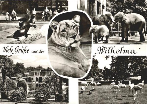 Loewe Elefanten Flamingos Seehunde Tierpark W