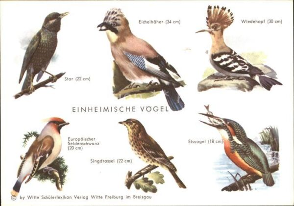 Voegel Star Wiedekopf Eichelhöher Eisvogel Sin
