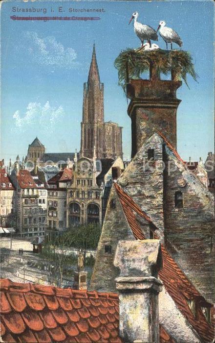 Storch Strassburg Elsass Storchennest