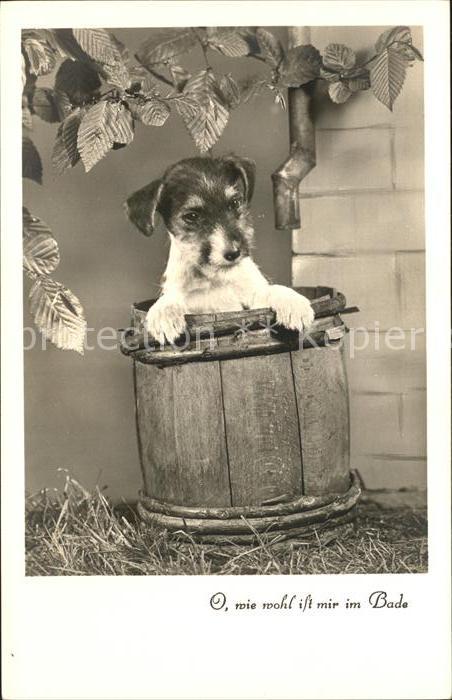 Hunde Foto-Amag-Nr. 67799/2