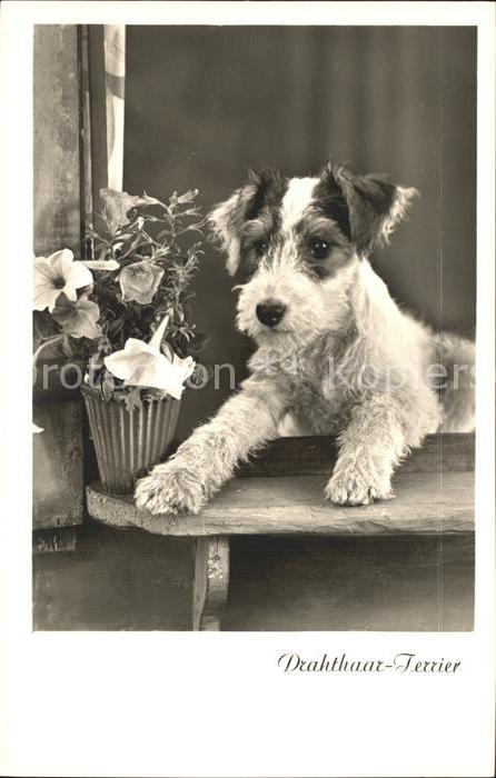 Hunde Drahthaar-Terrier Foto-Amag-Nr. 67755/2