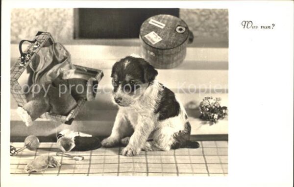 Hunde Welpe Koffer Foto-Amag-Nr. 67798/2