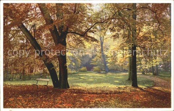 Verlag Photochromie Nr. 5283 Serie 392 Wald Bäume